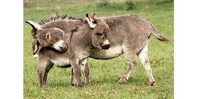 Donkey 1