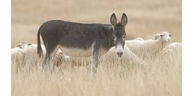 Donkey 2