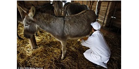 Donkey 3