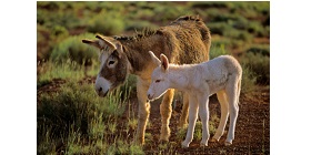 Donkey 4