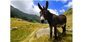 Donkey 5