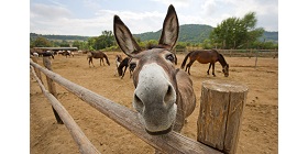 Donkey 6