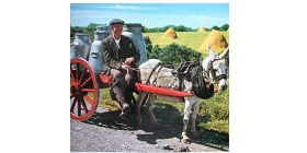 Donkey 7