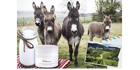 Donkey 8