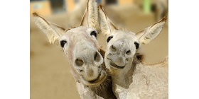 Donkey 9