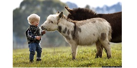 Donkey 11