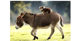 Donkey 12